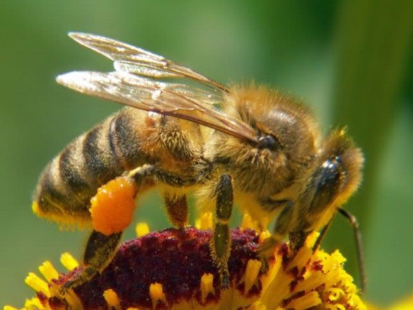  Bee collects pollen
