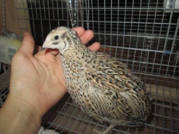  Male quail