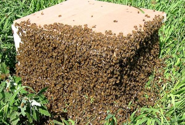  hive