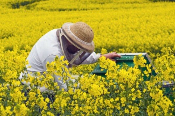  Beekeeper in the rapeseed field opens the hive