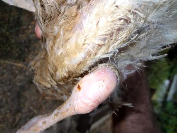  Articolazioni di artrite nei polli da carne