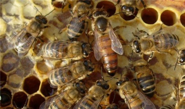  Queen bee