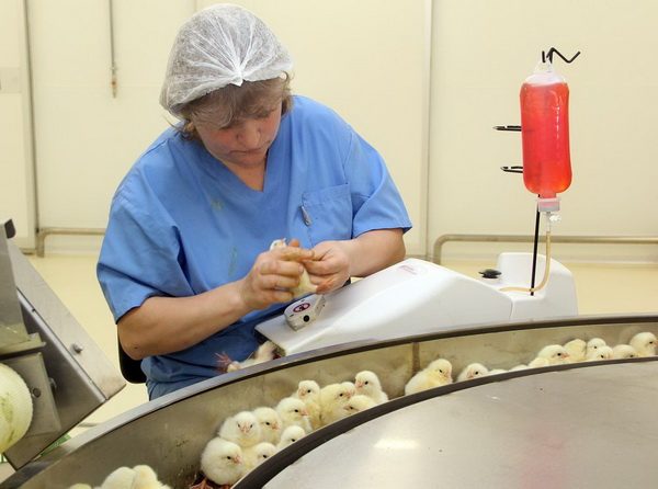  Vaccination of chickens in a chicken farm