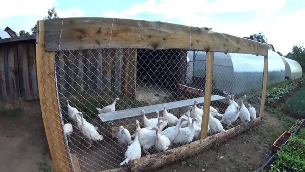  Turkey poults in the open-air cage