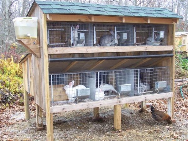  Cellular content of rabbits