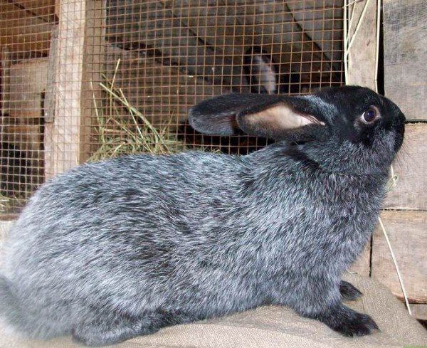  Rabbit of breed silver