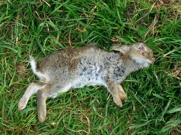  Conejo muerto