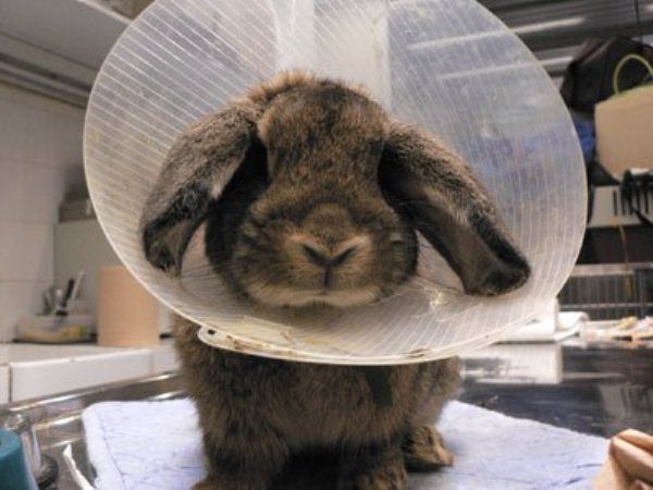  Rabbit with frostbite ears