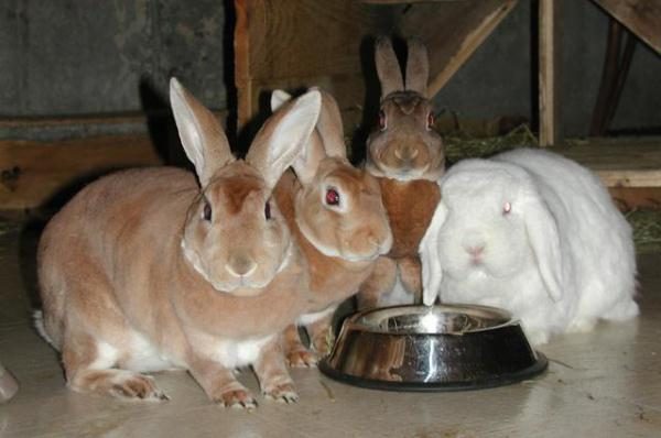  Rabbits drink water from the drinker