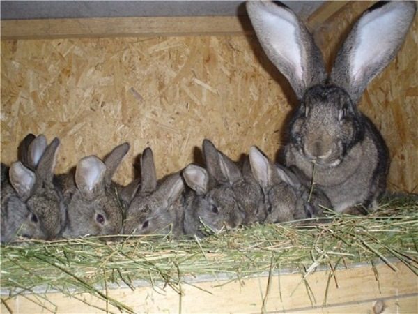  Little rabbit with little rabbit