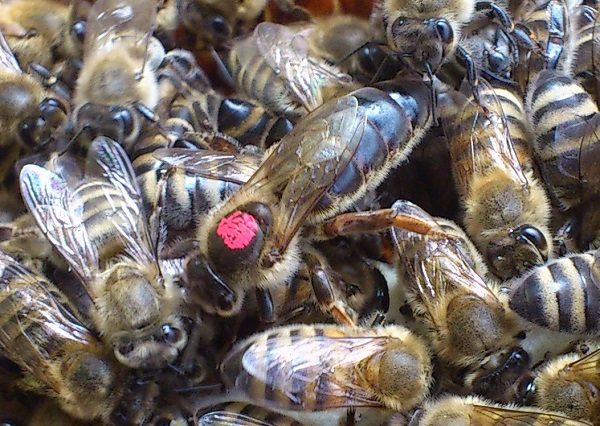  Marca de abeja