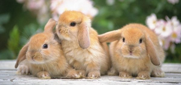  Selection of breeds of rabbits for breeding