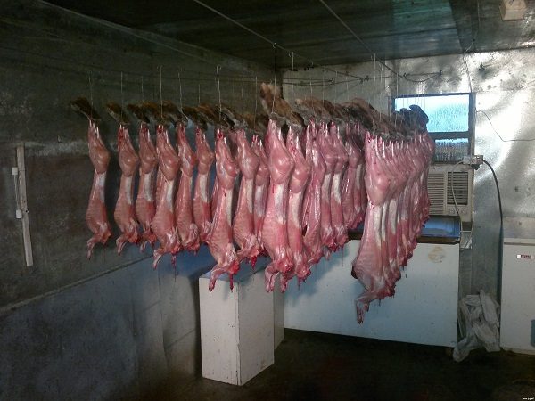  Rabbit Farm Massacre