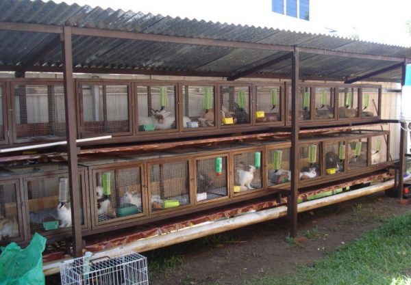  Street cage rabbits