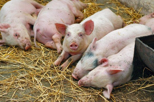  Porky giace a terra