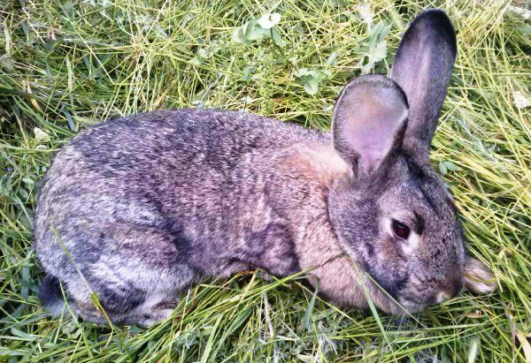  Coccidiosis in rabbits