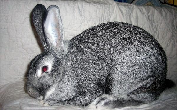  Soviet chinchilla