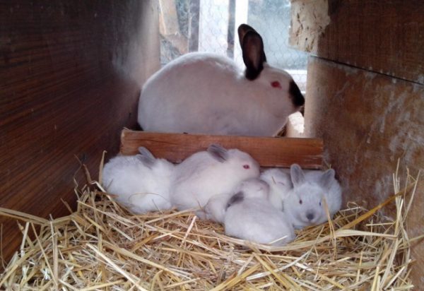  Conejos pequeños con un conejo