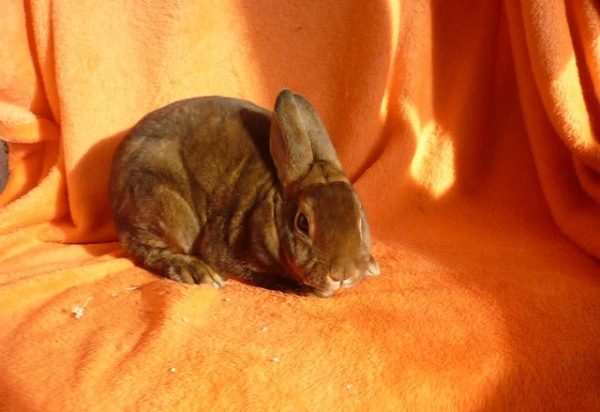  Conejo Rex Pigmeo