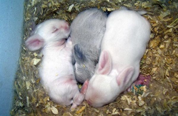  Slightly grown rabbits