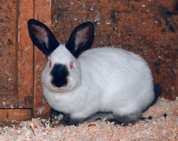  Russian ermine rabbit
