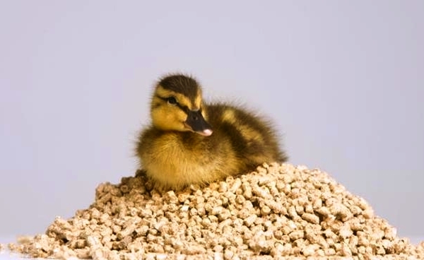  Cómo alimentar a los patitos.