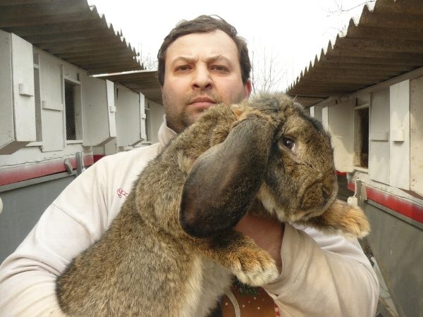  Rabbit of breed French ram