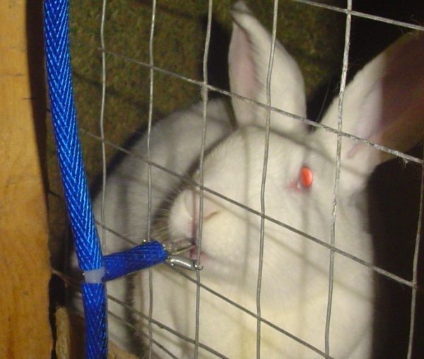  Drinker for rabbits