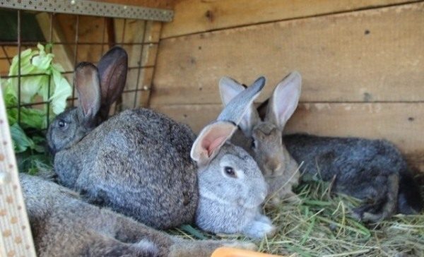 2 month old rabbits