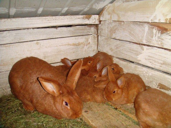  Rabbit red New Zealand