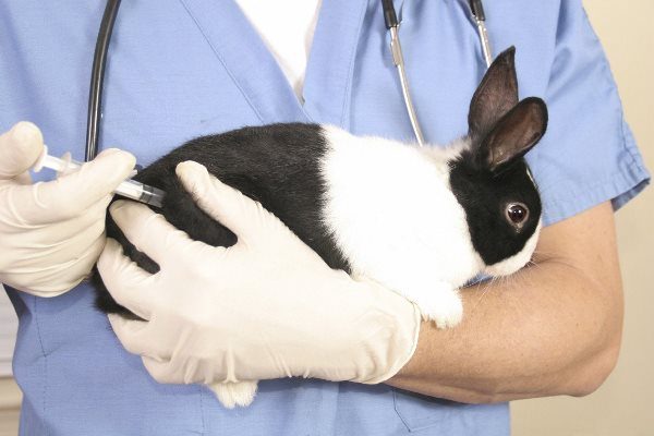  Injections to rabbits