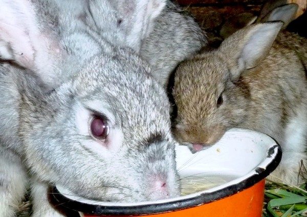  Rabbits drink water with a solution of bikoksa