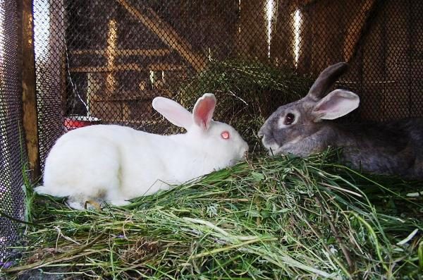  Rabbit case