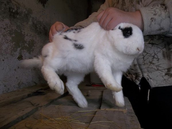 Choosing a rabbit for slaughter