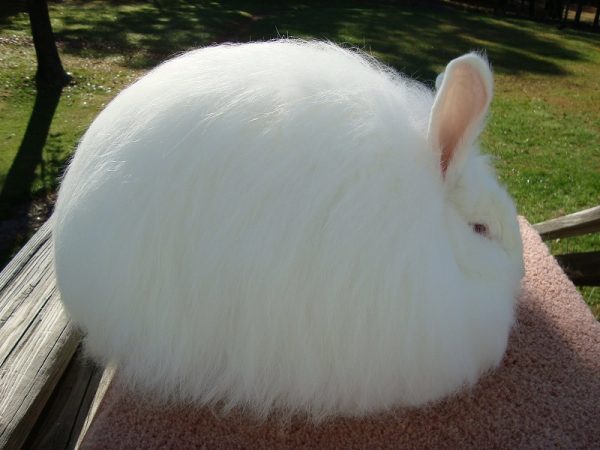  Angora rabbit