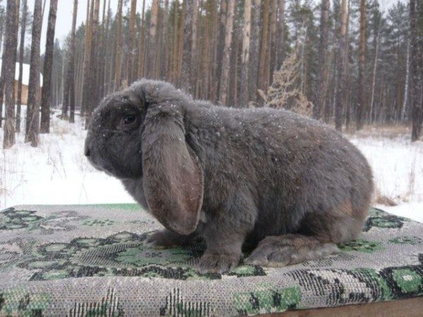  Breed a rabbit ram