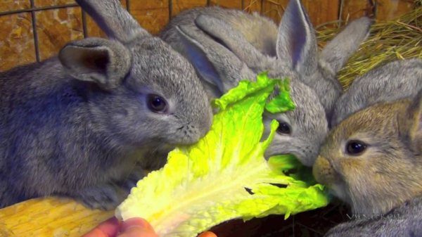  Los conejos comen hojas de repollo