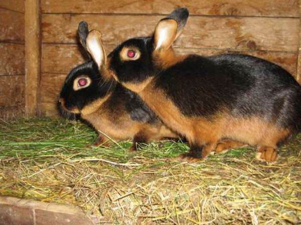  Black Brown Rabbit