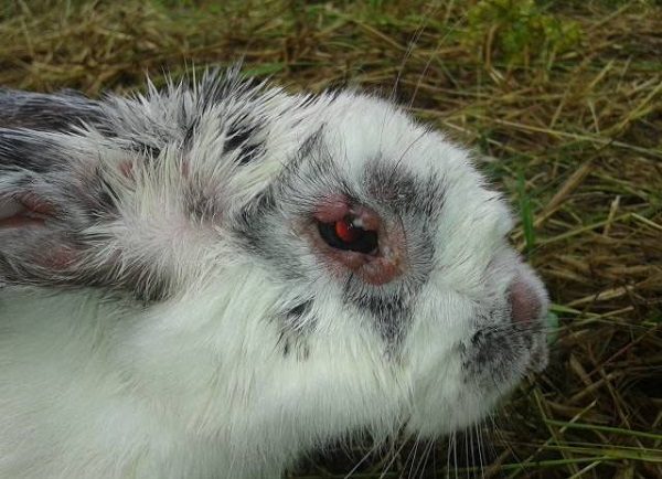  Onset of myxomatosis in rabbits