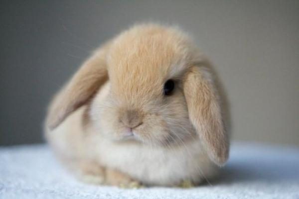  Decorative rabbit