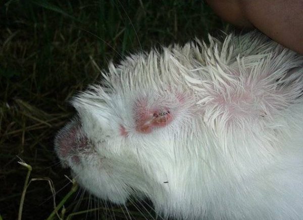  Edematous form of myxomatosis