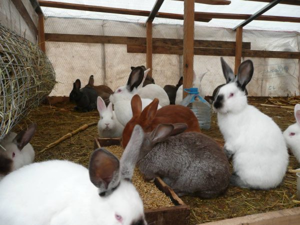  Keeping rabbits in pens