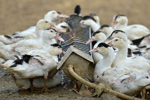  Feeding trough for proper nutrition of grown-up ducks