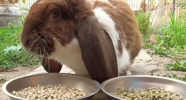  Feed rabbit