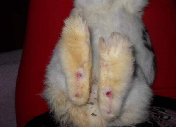  Pododermatitis en conejos.