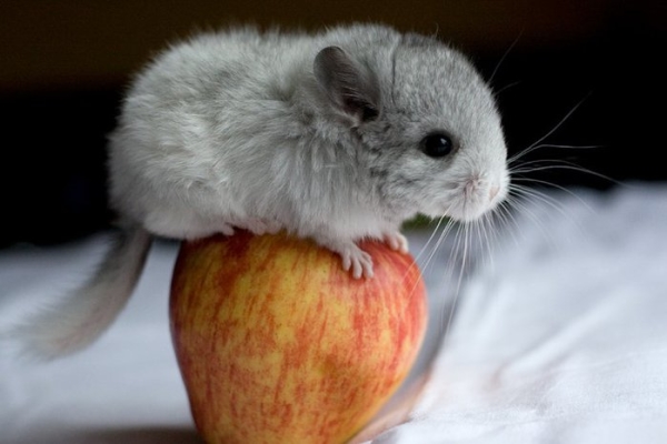 A Chinsila le encantan las manzanas, las zanahorias, las cerezas.