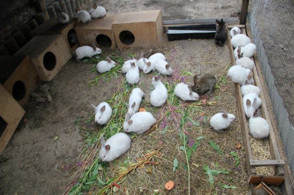  Conejos en la pajarera