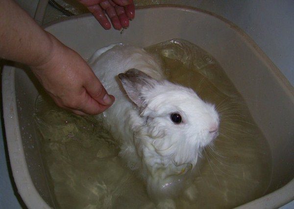  Conejo enano de baño