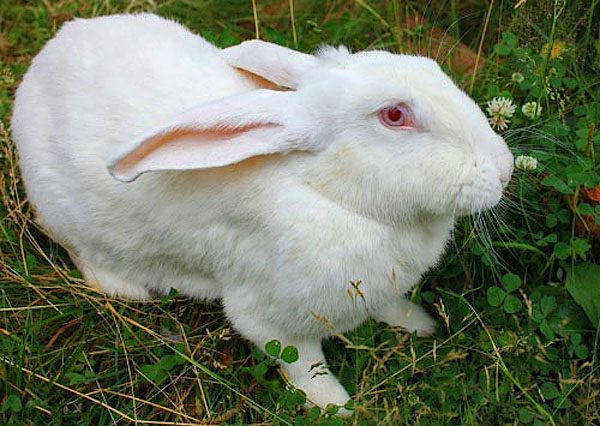  White Giant Rabbit