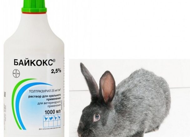  Bikoks para conejos